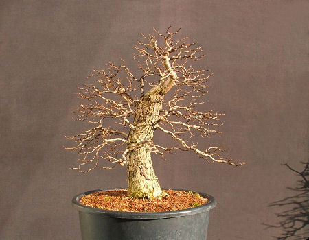 bonsai pruning